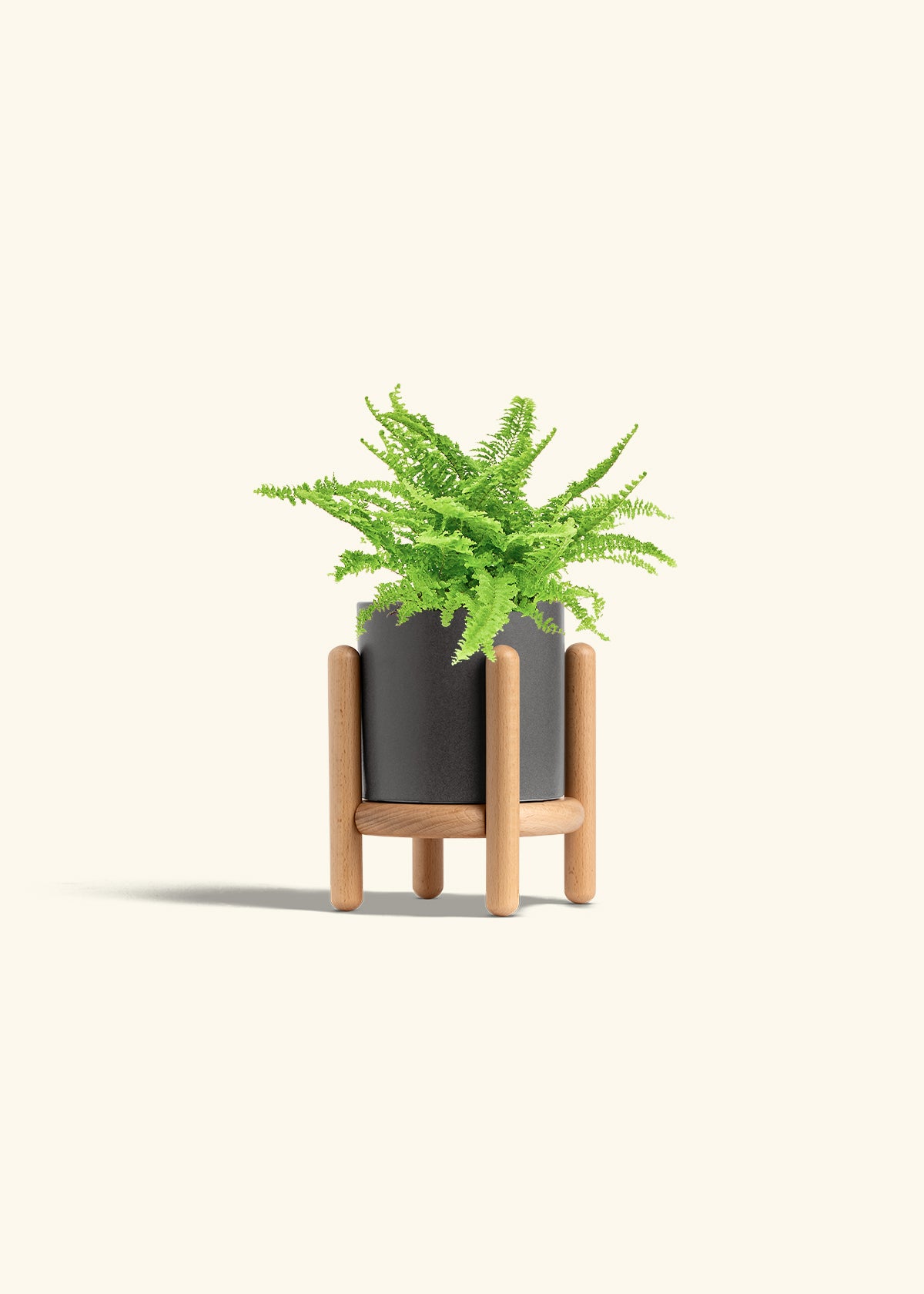 Boston Fern in a 4 inches Charcoal Classic Cylinder Planter in a Shamrock Petal Drip Tray
