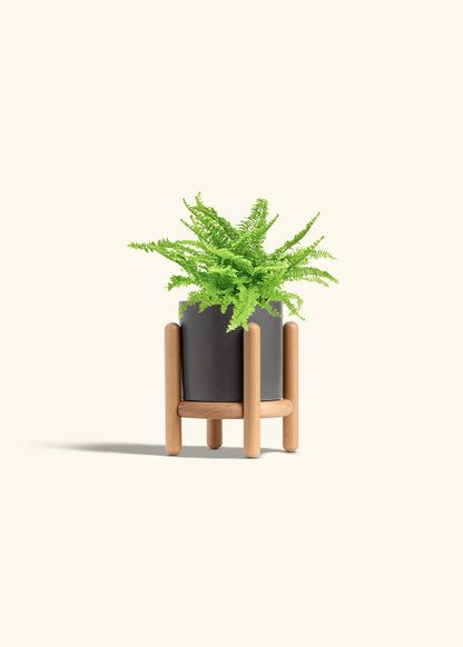 Boston Fern in a 4 inches Charcoal Classic Cylinder Planter in a Shamrock Petal Drip Tray