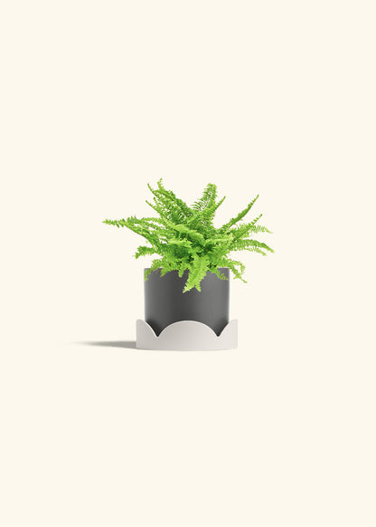 Boston Fern in a 4 inches Charcoal Classic Cylinder Planter in a Oat Petal Drip Tray