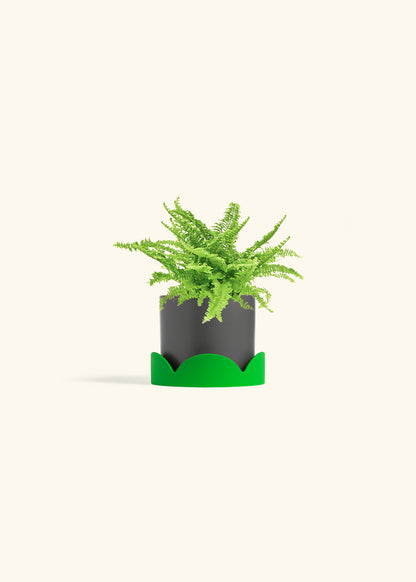 Boston Fern in a 4 inches Charcoal Classic Cylinder Planter in a Beech Wood Stand
