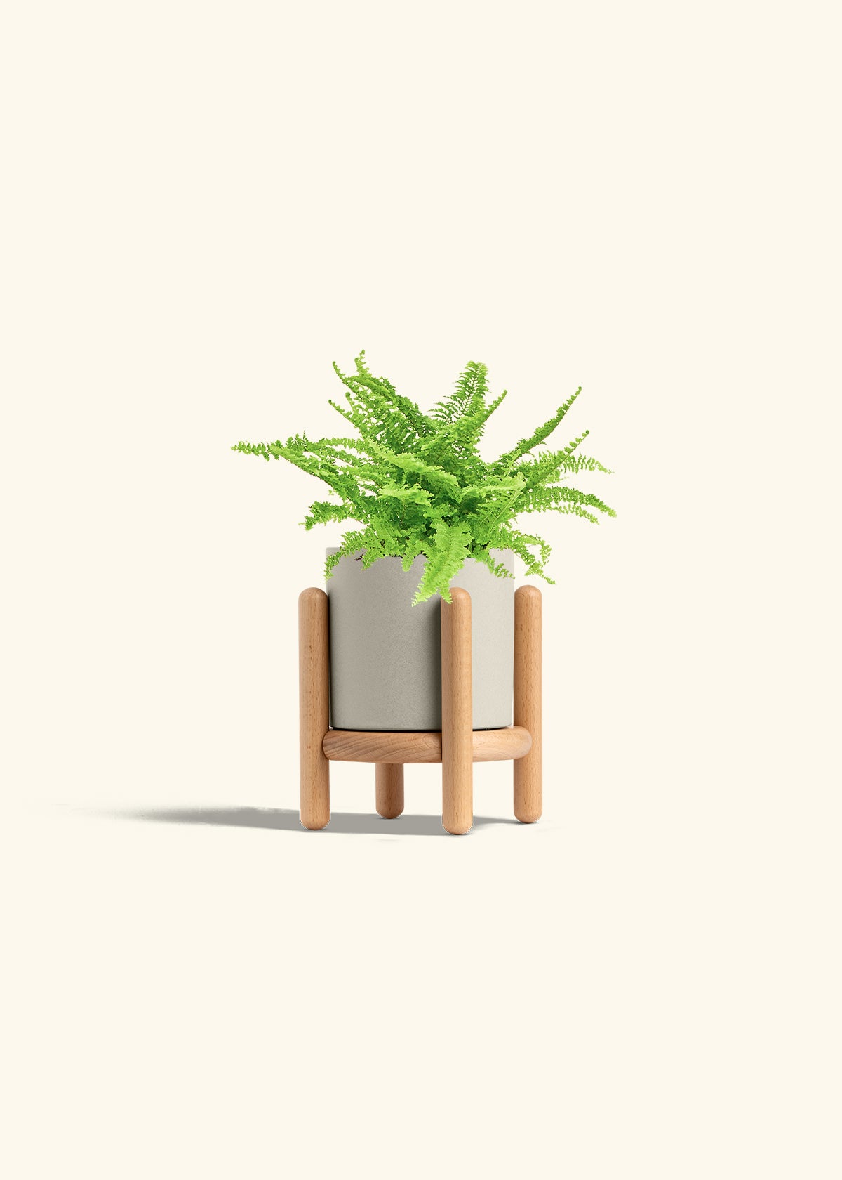 Boston Fern in a 4 inches Oat Classic Cylinder Planter in a Oat Petal Drip Tray