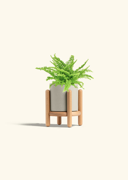 Boston Fern in a 4 inches Oat Classic Cylinder Planter in a Oat Petal Drip Tray