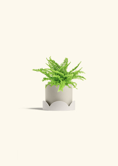 Boston Fern in a 4 inches Oat Classic Cylinder Planter in a Beech Wood Stand