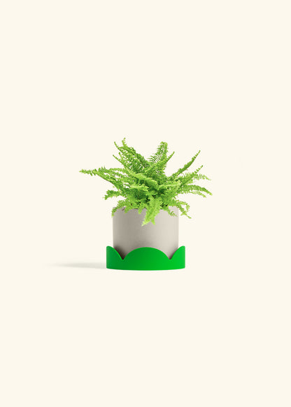 Boston Fern in a 4 inches Oat Classic Cylinder Planter 