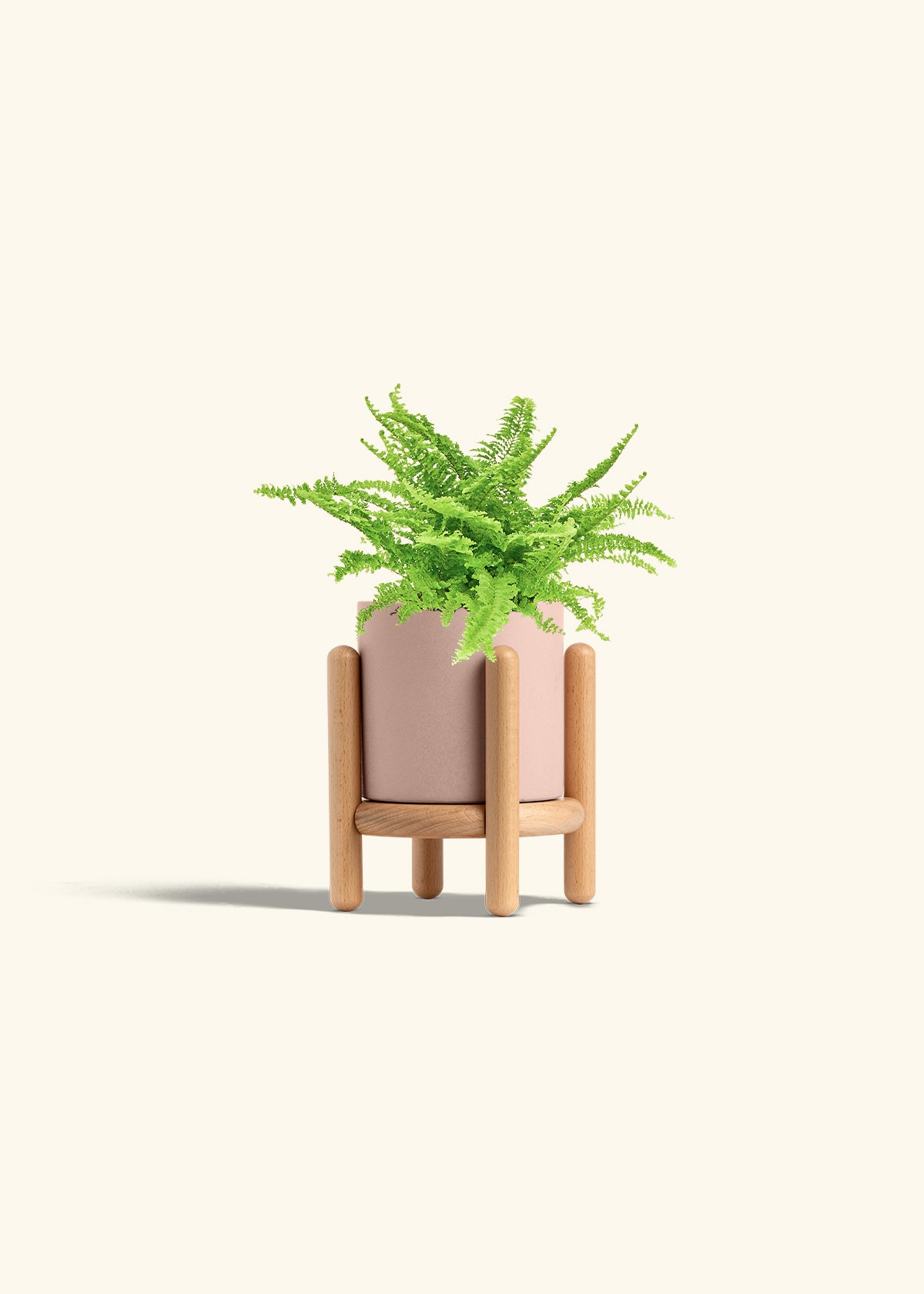 Boston Fern in a 4 inches Pink Classic Cylinder Planter 