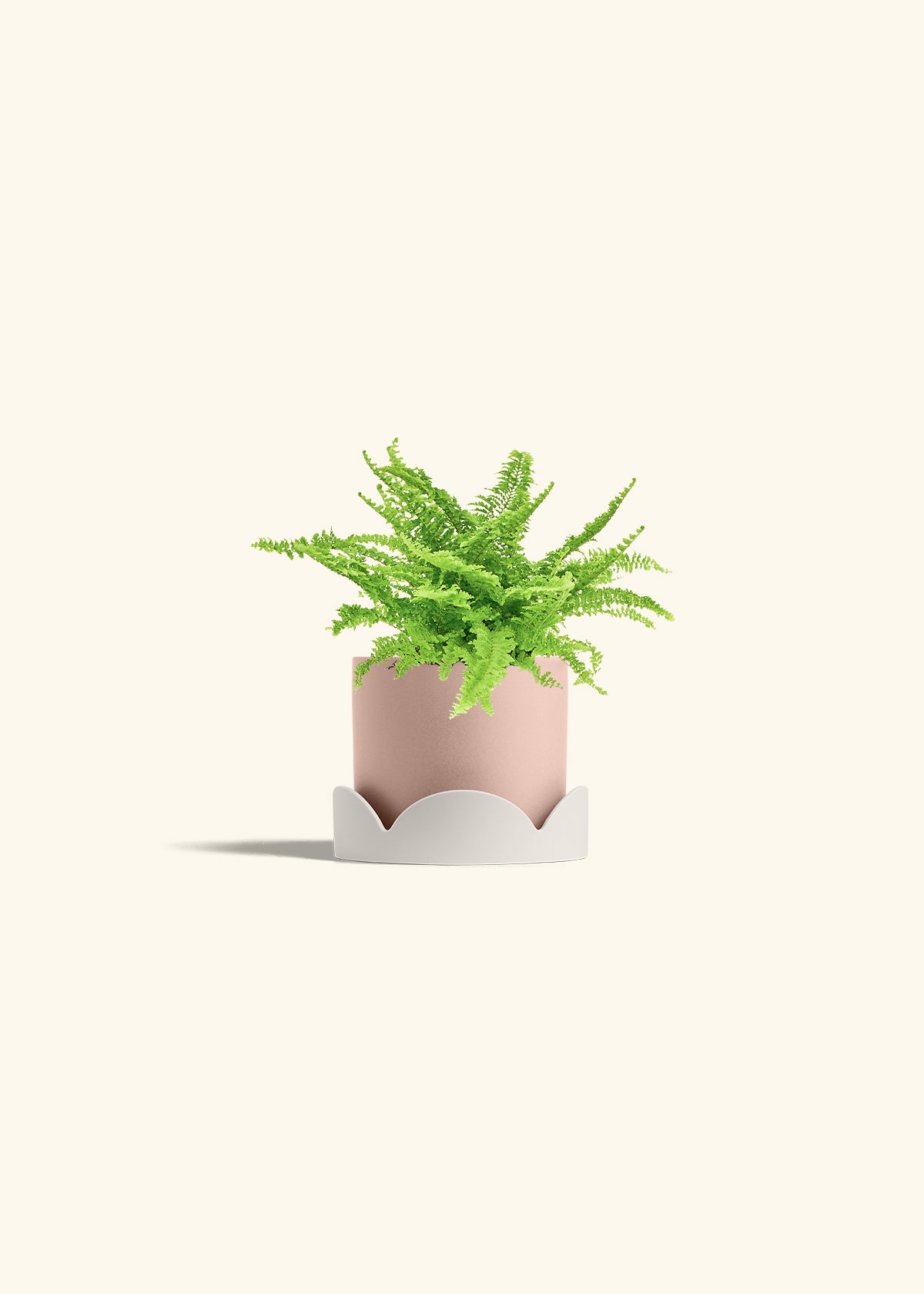 Boston Fern in a 4 inches Pink Classic Cylinder Planter in a Shamrock Petal Drip Tray