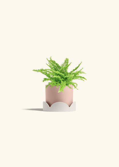 Boston Fern in a 4 inches Pink Classic Cylinder Planter in a Shamrock Petal Drip Tray