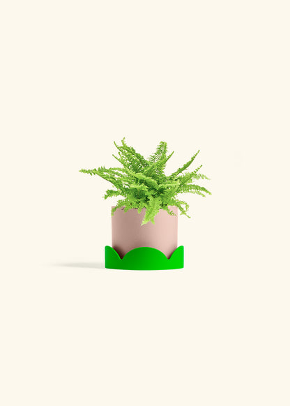Boston Fern in a 4 inches Pink Classic Cylinder Planter in a Oat Petal Drip Tray
