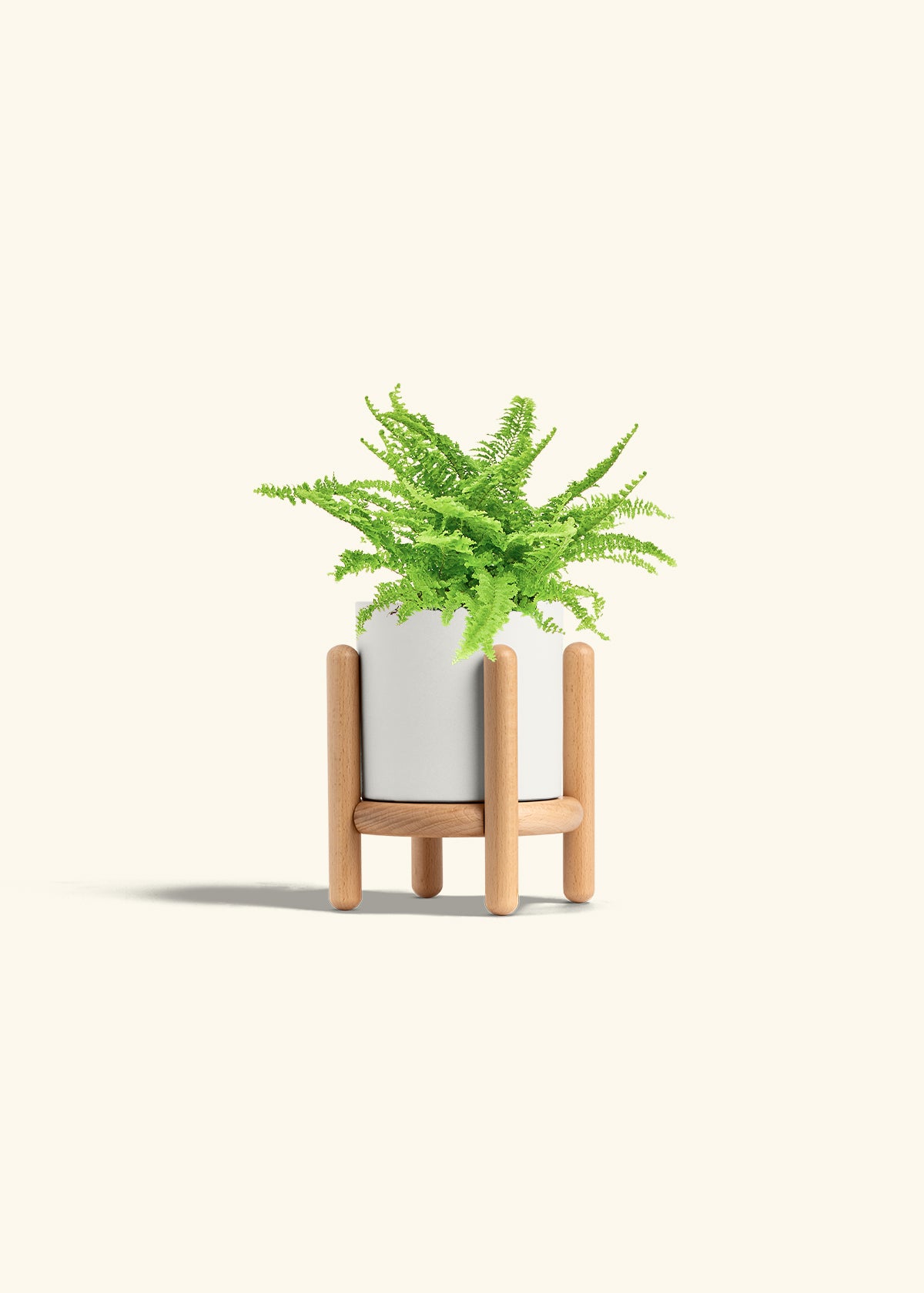 Boston Fern in a 4 inches White Classic Cylinder Planter in a Shamrock Petal Drip Tray