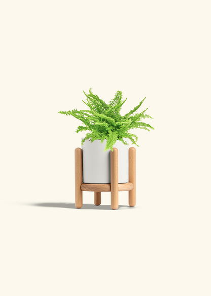 Boston Fern in a 4 inches White Classic Cylinder Planter in a Shamrock Petal Drip Tray