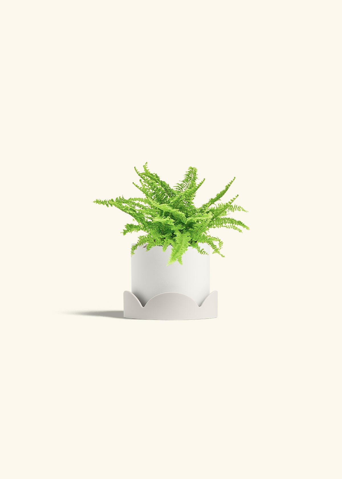 Boston Fern in a 4 inches White Classic Cylinder Planter in a Oat Petal Drip Tray