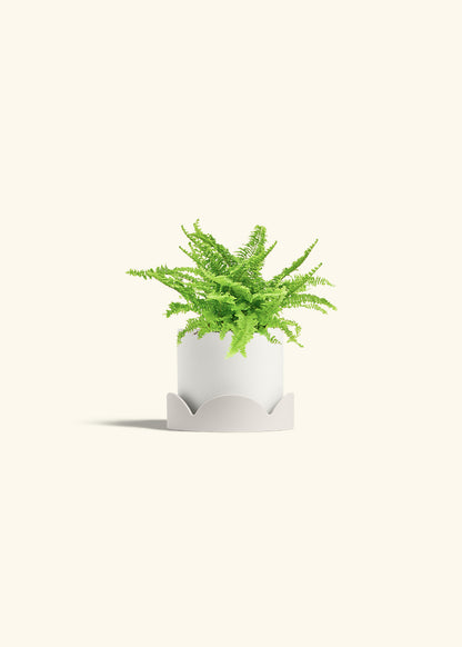 Boston Fern in a 4 inches White Classic Cylinder Planter in a Oat Petal Drip Tray