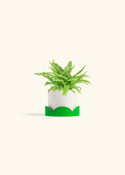 Boston Fern in a 4 inches White Classic Cylinder Planter in a Beech Wood Stand