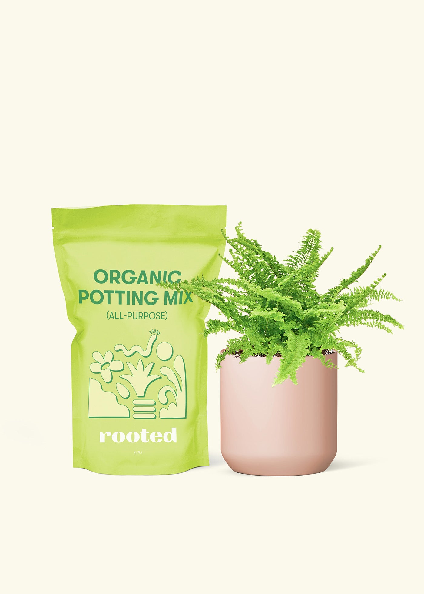 Small Boston Fern' in a pink cylinder pot and a bag of soil.