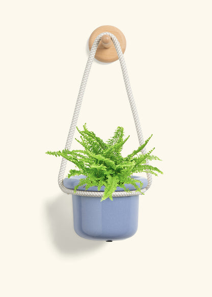 Boston Fern, Small