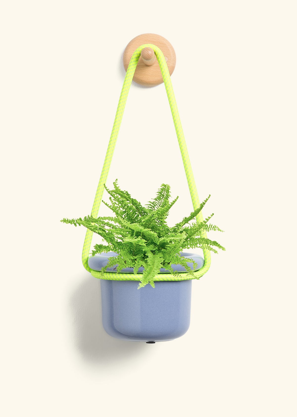Boston Fern, Small