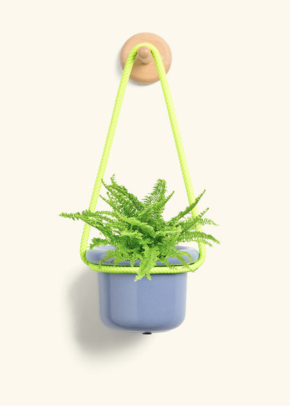 Boston Fern, Small