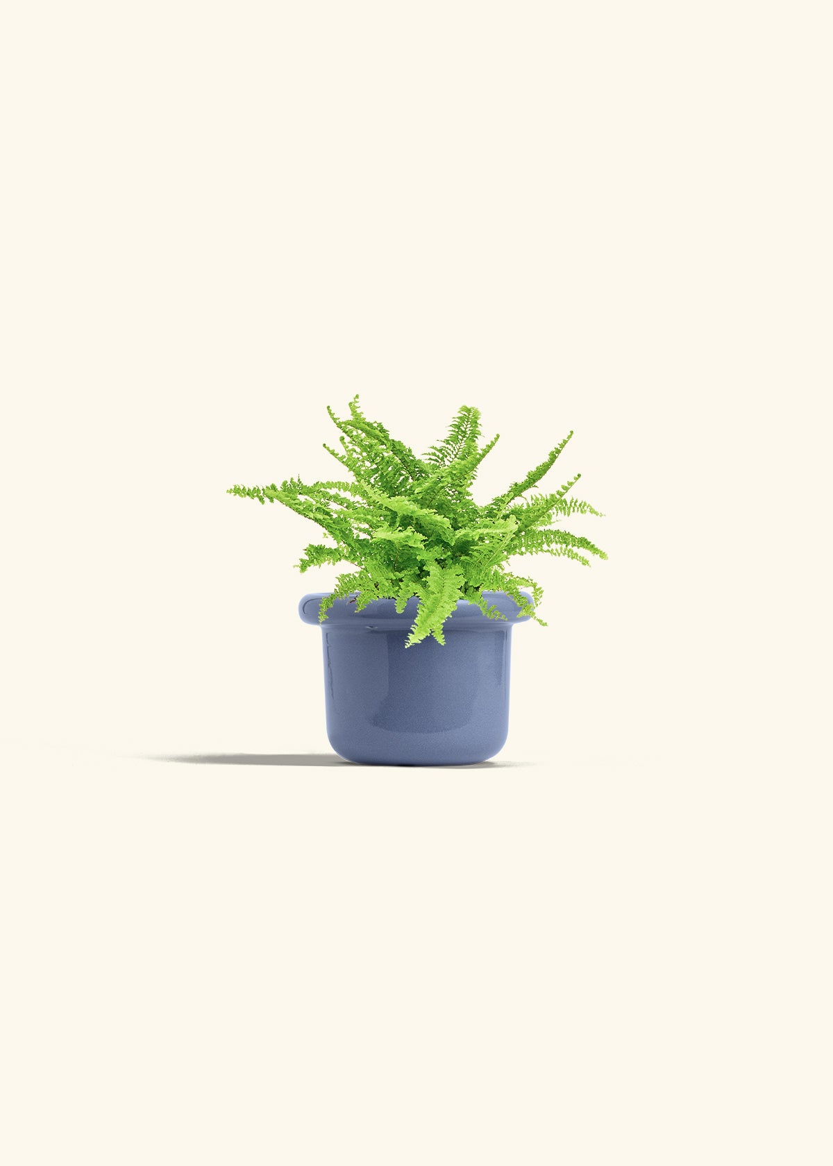 Boston Fern in a 4 inches Fat Lip Blue Planter in a Beech Wood Stand