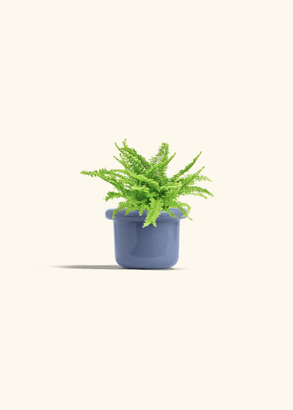 Boston Fern in a 4 inches Fat Lip Blue Planter in a Beech Wood Stand
