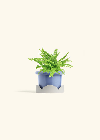 Boston Fern in a 4 inches Fat Lip Blue Planter in a Oat Petal Drip Tray