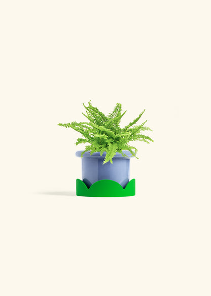 Boston Fern in a 4 inches Fat Lip Blue Planter in a Shamrock Petal Drip Tray