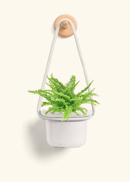 Boston Fern, Small