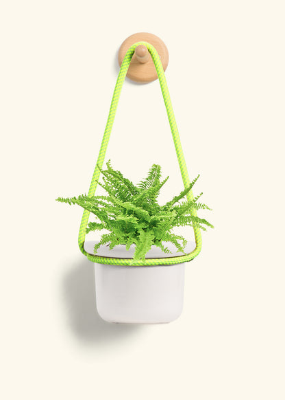 Boston Fern, Small