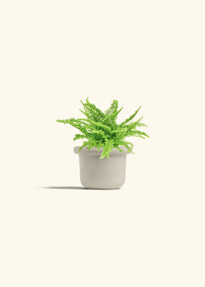 Boston Fern in a 4 inches Fat Lip Oat Planter in a Beech Wood Stand