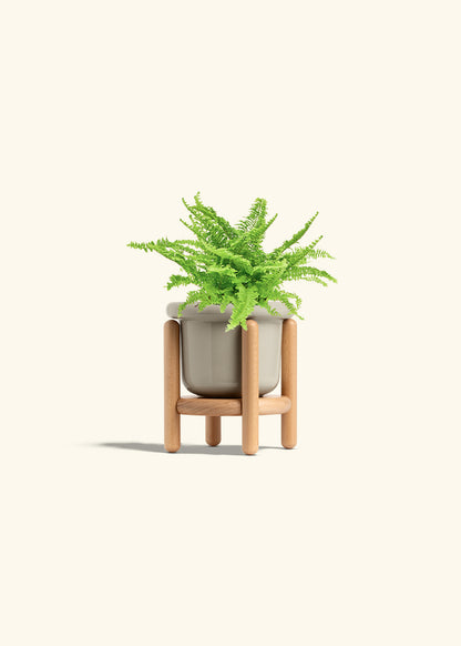 Boston Fern in a 4 inches Fat Lip Oat Planter 
