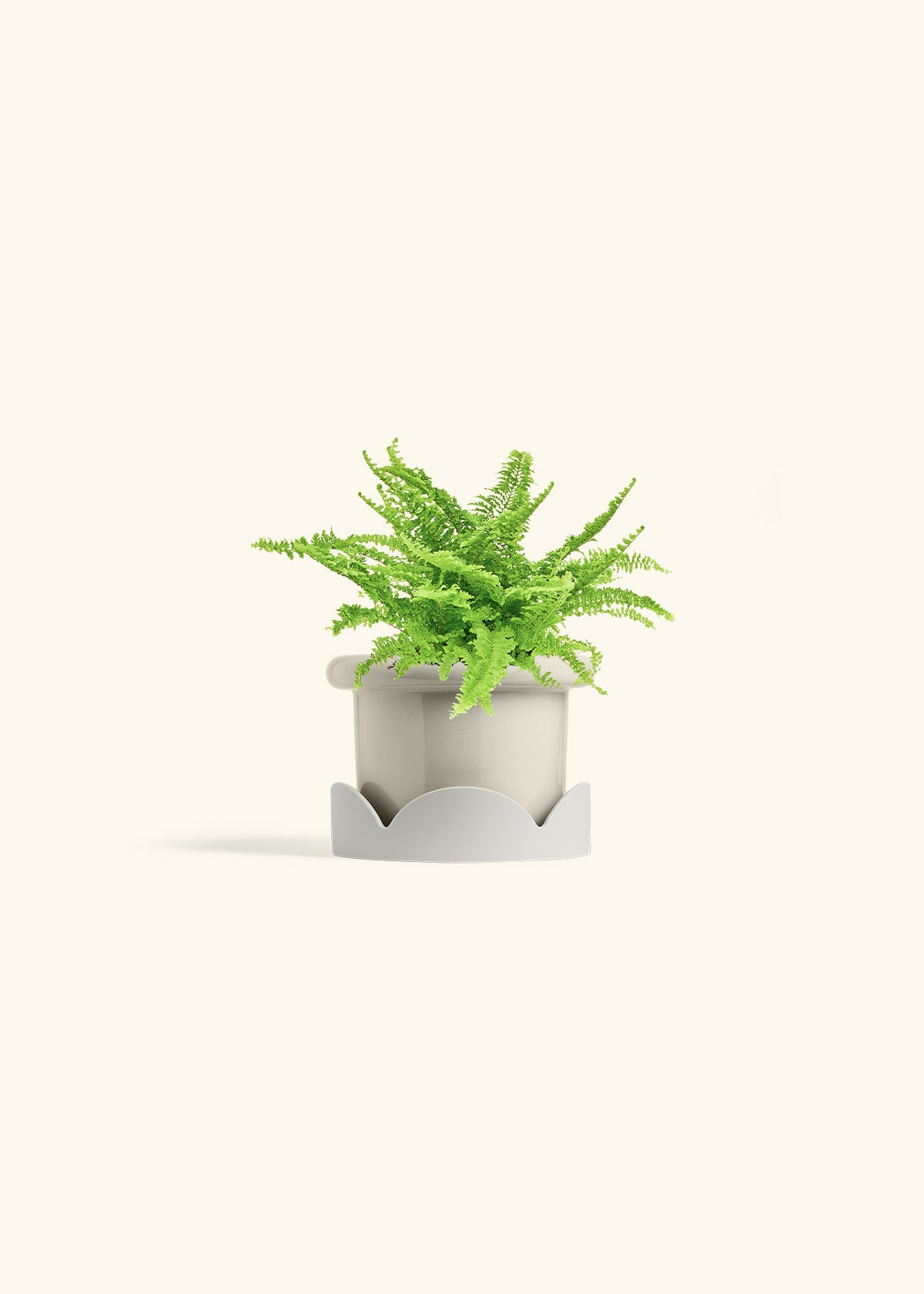 Boston Fern in a 4 inches Fat Lip Oat Planter in a Shamrock Petal Drip Tray