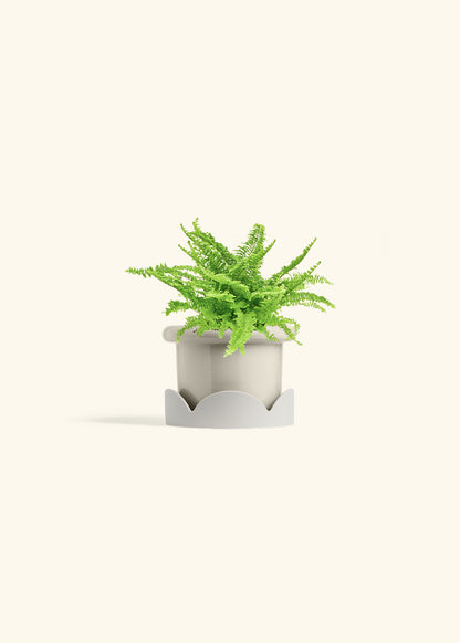Boston Fern in a 4 inches Fat Lip Oat Planter in a Shamrock Petal Drip Tray