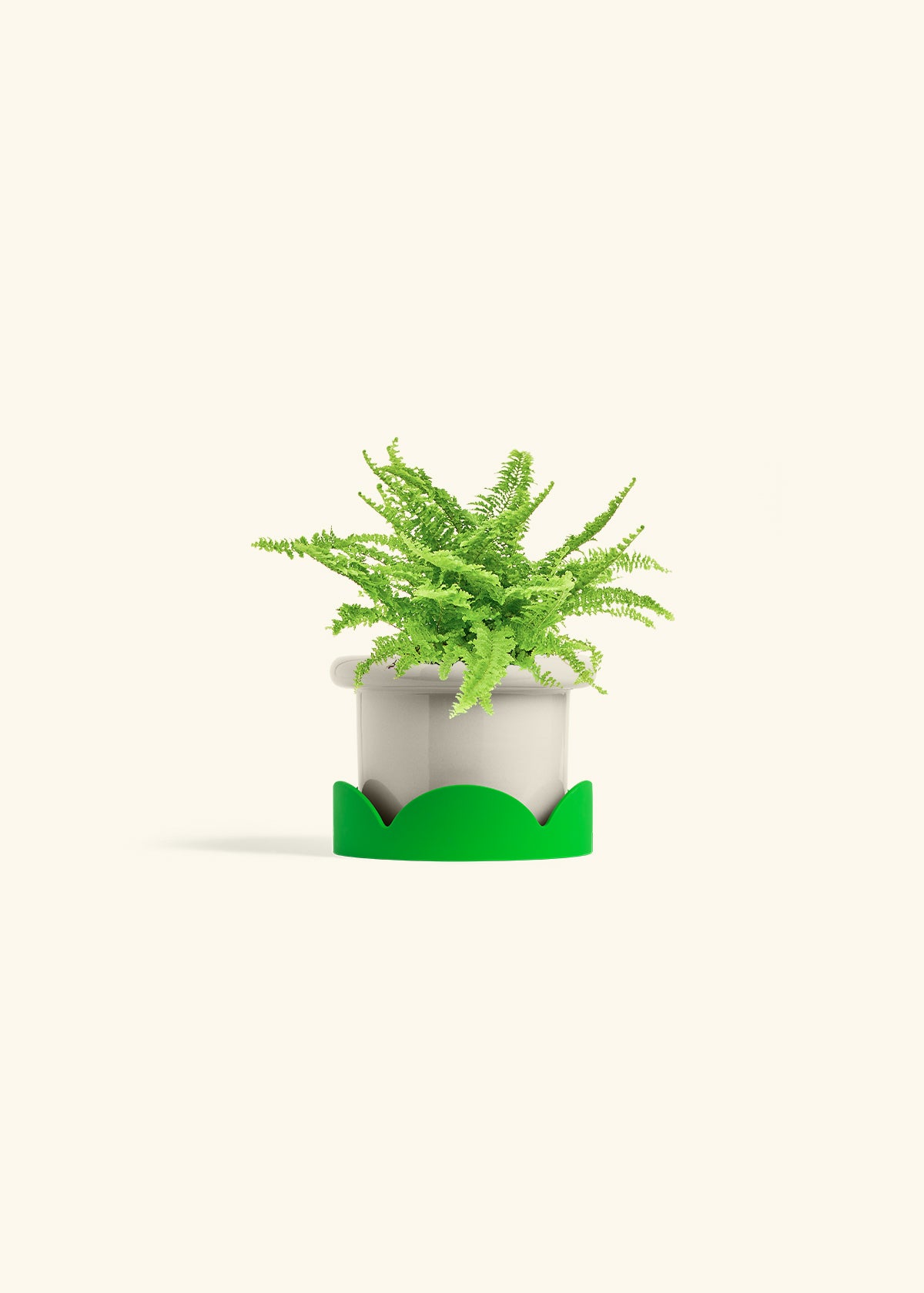 Boston Fern in a 4 inches Fat Lip Oat Planter in a Oat Petal Drip Tray