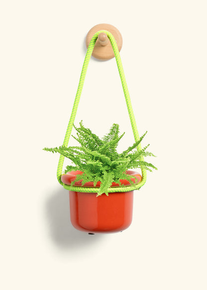 Boston Fern, Small