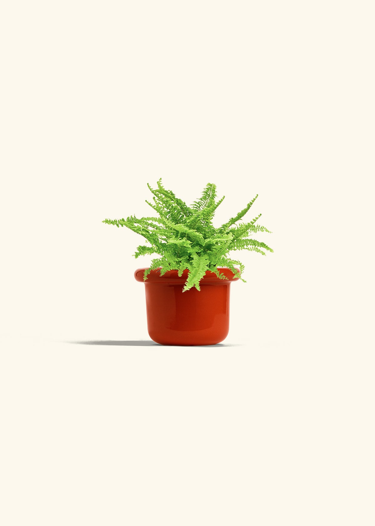 Boston Fern in a 4 inches Fat Lip Red Planter in a Beech Wood Stand