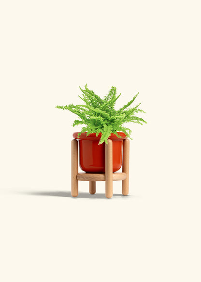 Boston Fern in a 4 inches Fat Lip Red Planter 