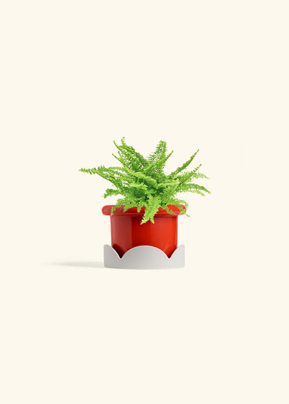 Boston Fern in a 4 inches Fat Lip Red Planter in a Shamrock Petal Drip Tray