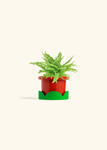 Boston Fern in a 4 inches Fat Lip Red Planter in a Oat Petal Drip Tray