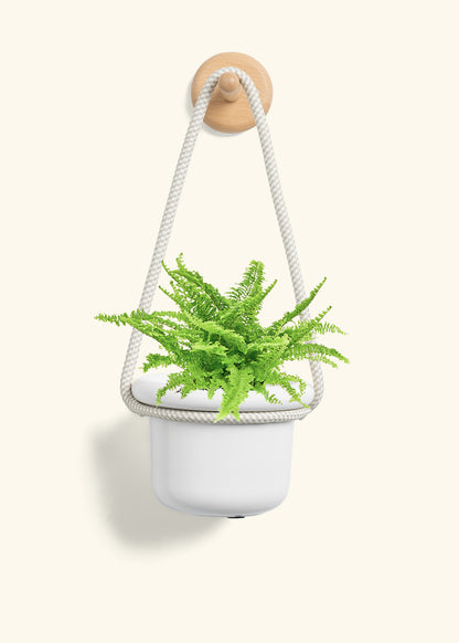 Boston Fern, Small