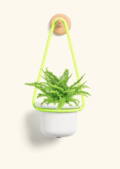 Boston Fern, Small