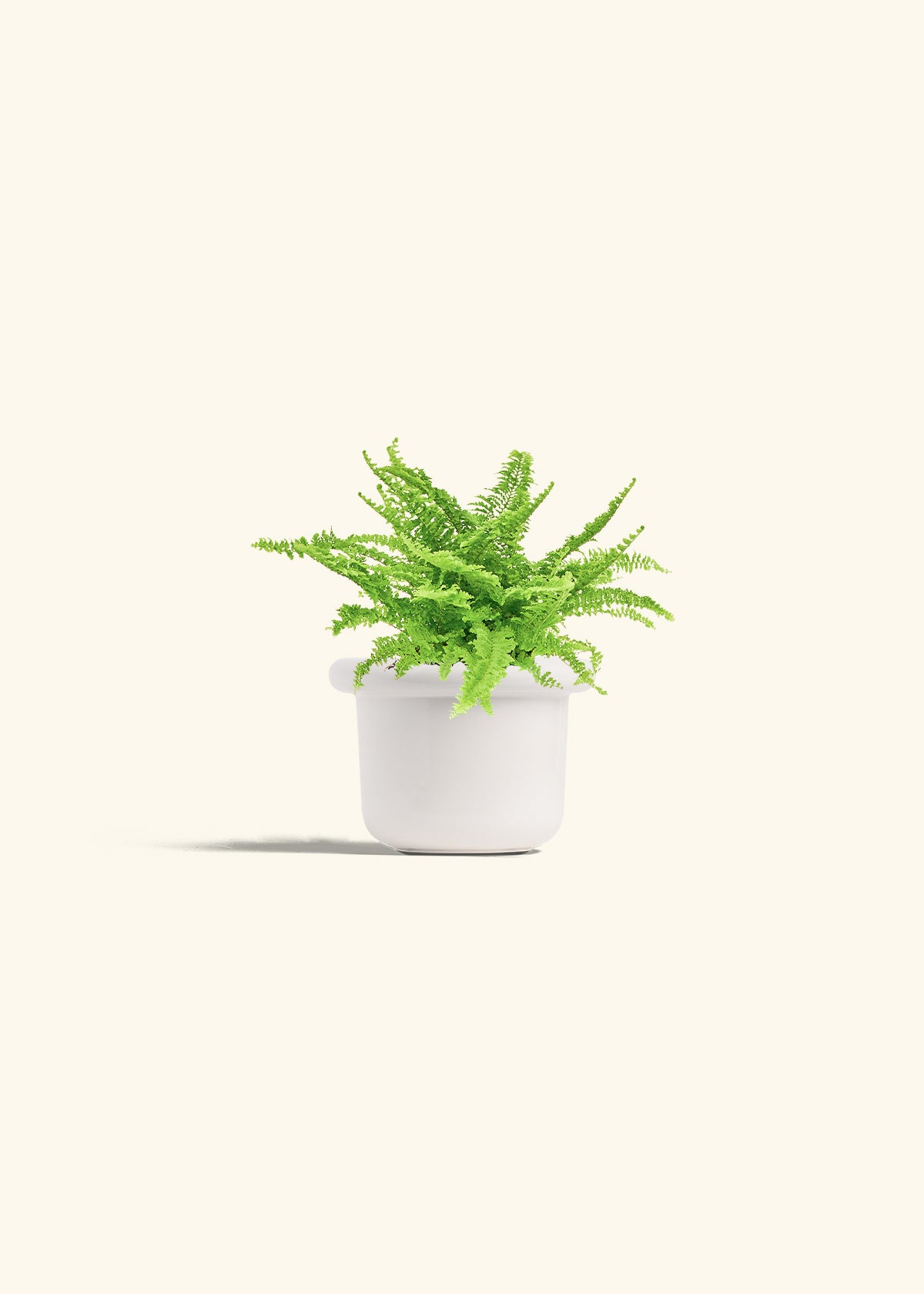 Boston Fern in a 4 inches Fat Lip White Planter in a Oat Petal Drip Tray