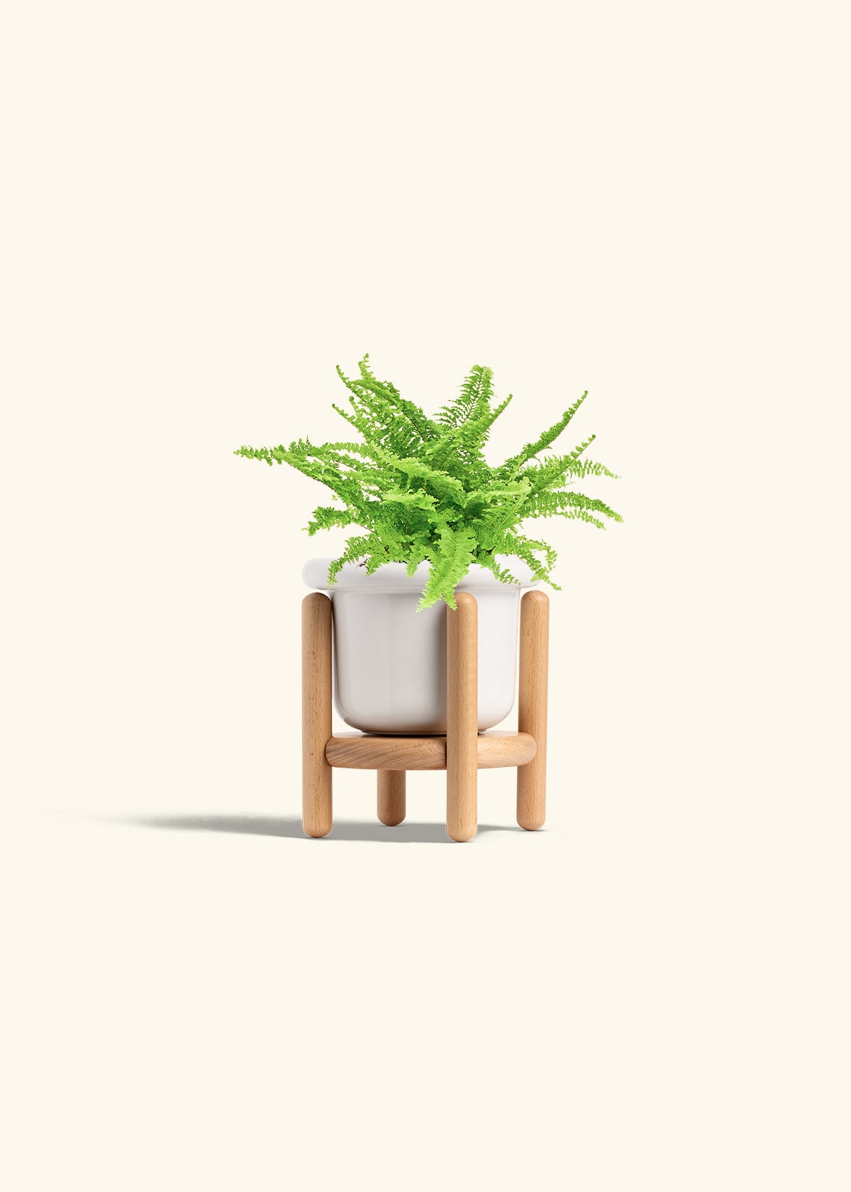 Boston Fern in a 4 inches Fat Lip White Planter in a Beech Wood Stand