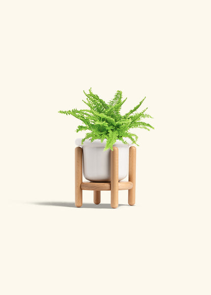 Boston Fern in a 4 inches Fat Lip White Planter in a Beech Wood Stand