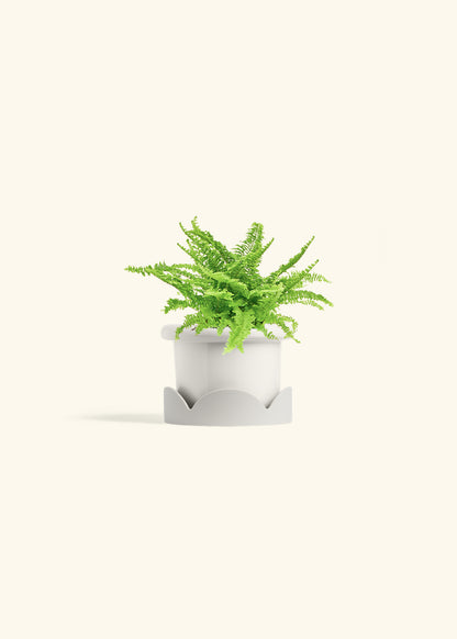 Boston Fern in a 4 inches Fat Lip White Planter 