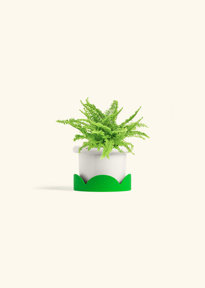 Boston Fern in a 4 inches Fat Lip White Planter in a Shamrock Petal Drip Tray