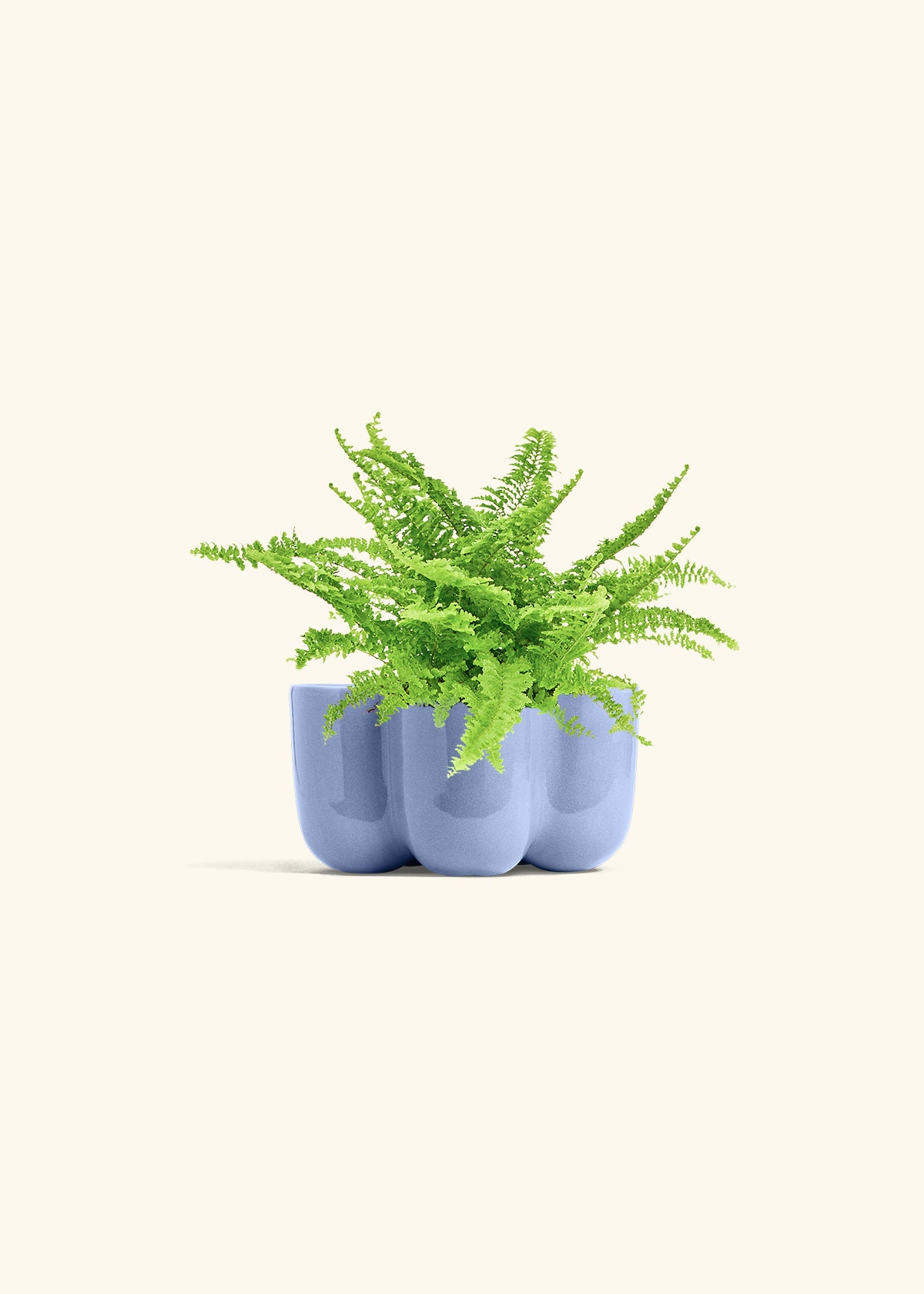 Boston Fern in a 4 inches in a Blue Petal Planter