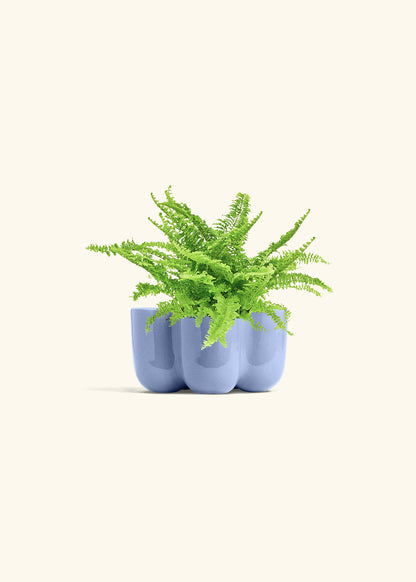 Boston Fern in a 4 inches in a Blue Petal Planter