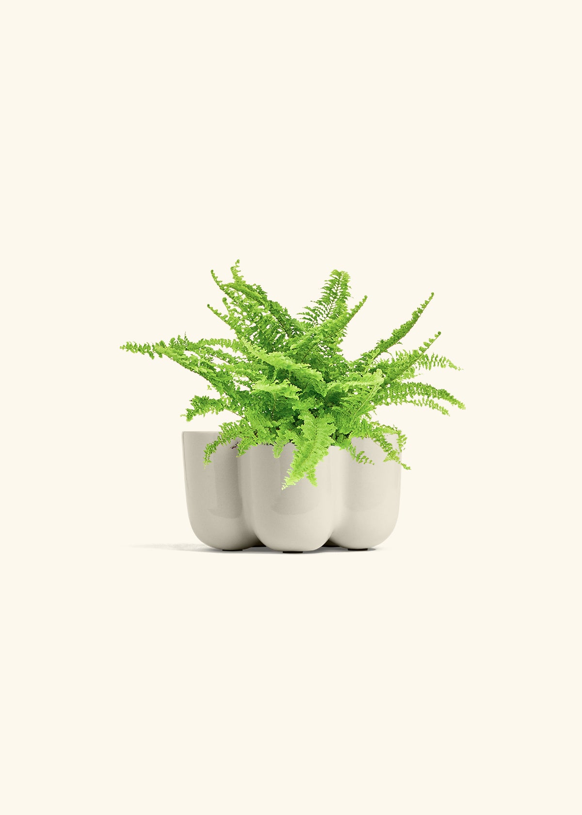 Boston Fern in a 4 inches in a Oat Petal Planter