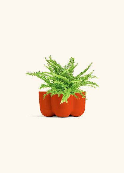 Boston Fern in a 4 inches in a Red Petal Planter