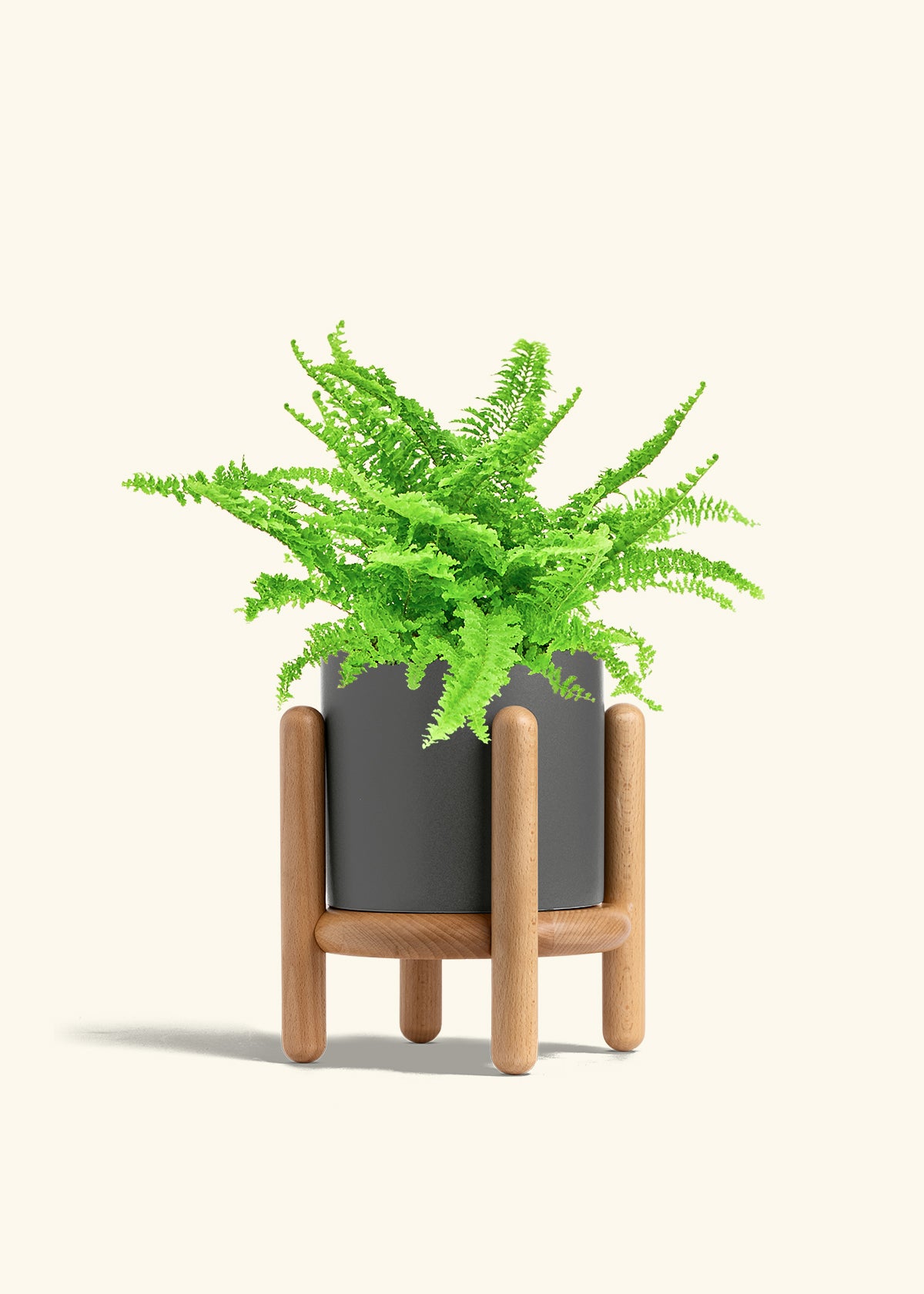 Boston Fern in a 6 inches Charcoal Classic Cylinder Planter 