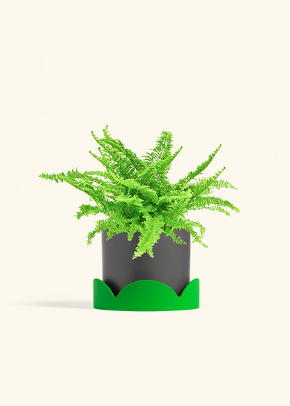 Boston Fern in a 6 inches Charcoal Classic Cylinder Planter in a Oat Petal Drip Tray